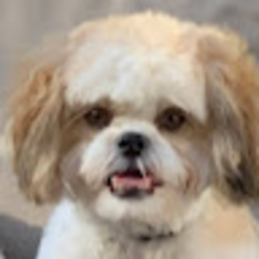 Meet your Posher, Holly